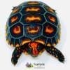 cherry head tortoise for sale