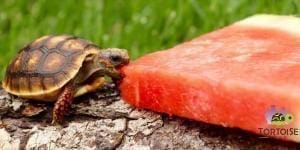 baby cherry head tortoise