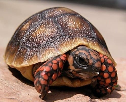 baby cherry head red foot tortoise for sale