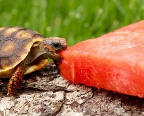 cherry head tortoise for sale