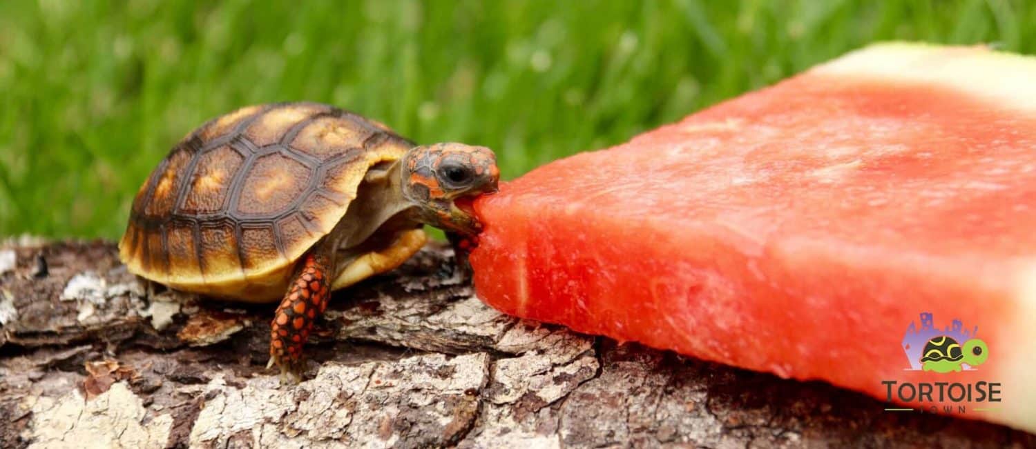 Well Started 6mo Hypo Red Foot Cherry Head Red Foot Tortoise For