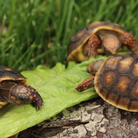 red foot tortoise for sale
