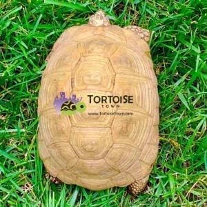 greek tortoise bedding