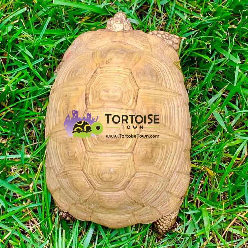 golden greek tortoise for sale