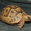 golden greek tortoise for sale