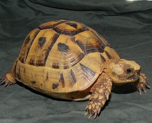 golden greek tortoise for sale