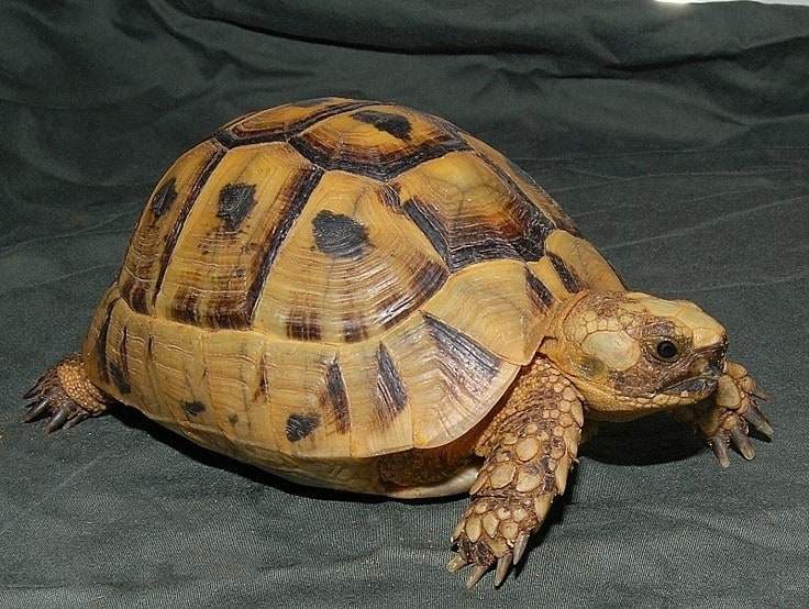 greek tortoise adult size