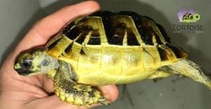 greek tortoise breeder