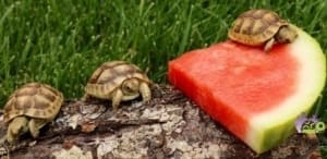 greek tortoise care sheet