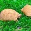 greek tortoise for sale