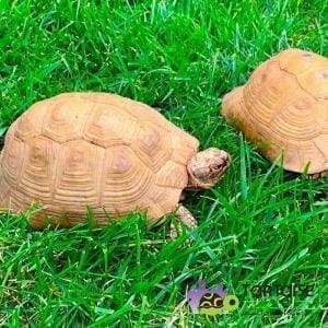 greek tortoise for sale