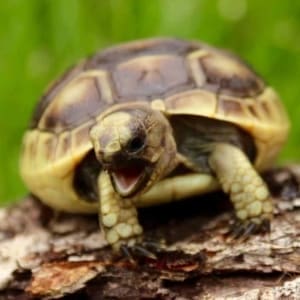 Greek Tortoise for sale