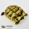 Greek tortoise for sale near me