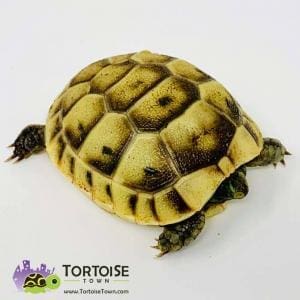 Greek tortoise for sale near me