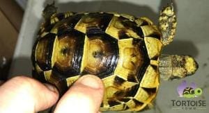 Ibera Greek tortoises for sale