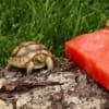 golden greek tortoise hatchlings