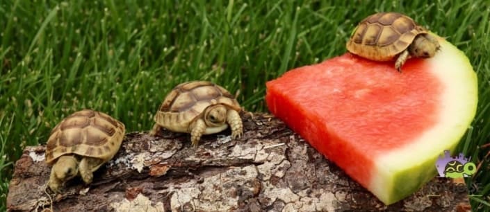 golden greek tortoise hatchlings