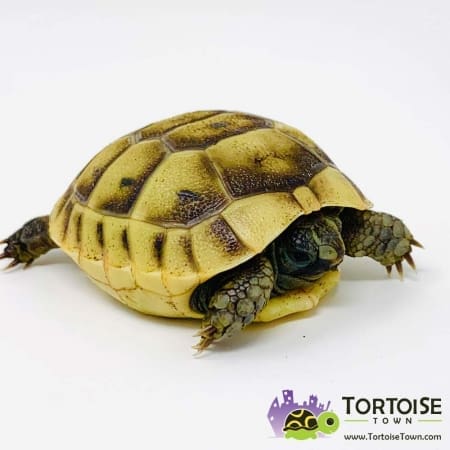 Ibera Greek tortoise