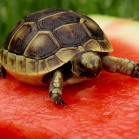 greek tortoise for sale