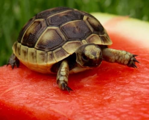 greek tortoise for sale