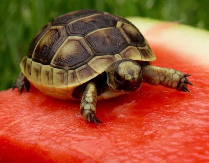 greek tortoise for sale