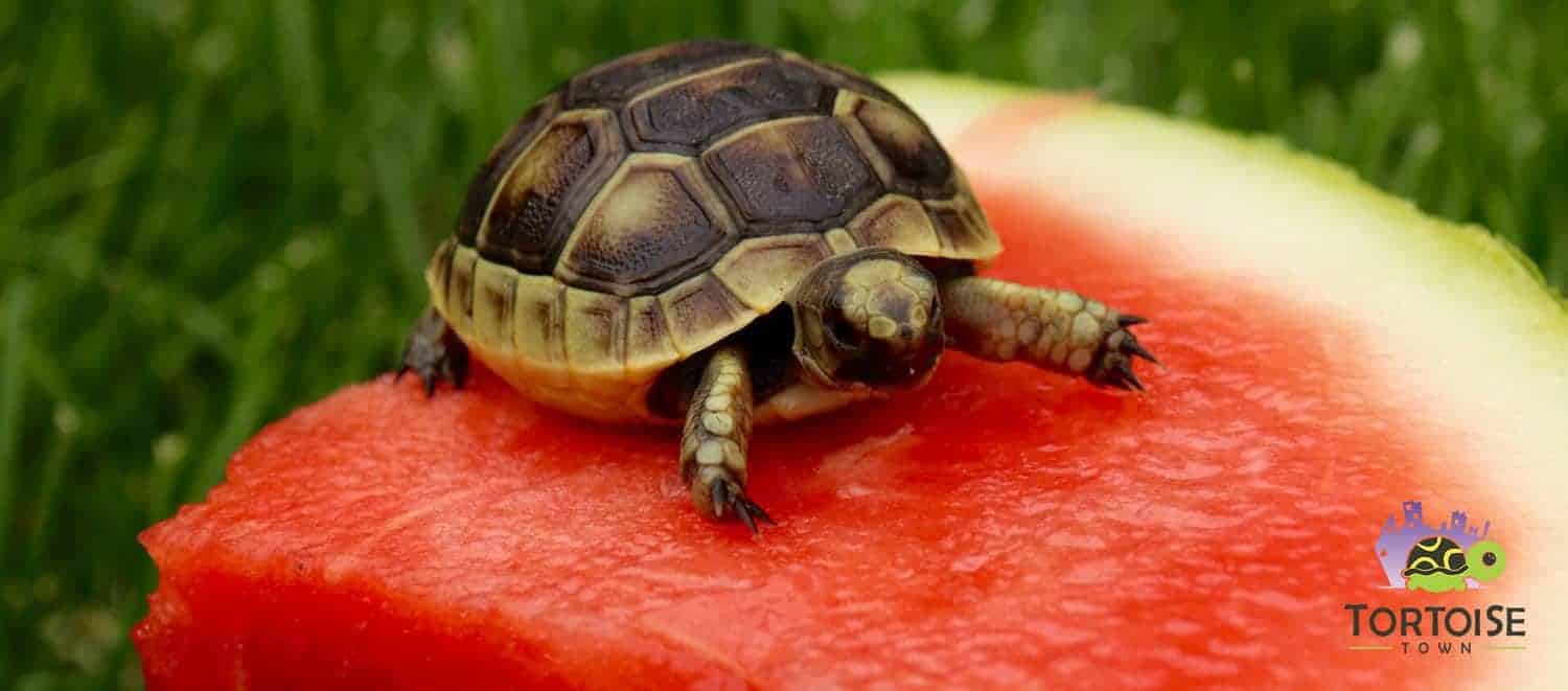 baby golden greek tortoise