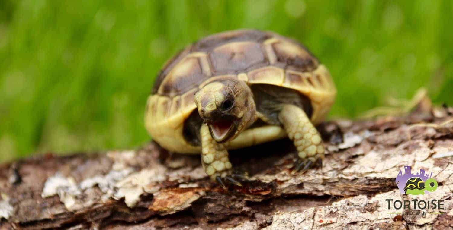 ibera greek tortoise