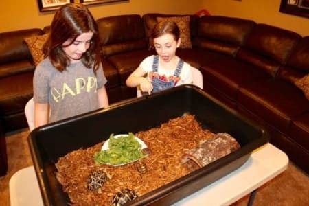 Pet Tortoise Habitat featuring a tortoise hide