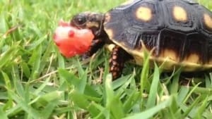 cherry head red foot tortoise