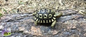 leopard tortoise care sheet