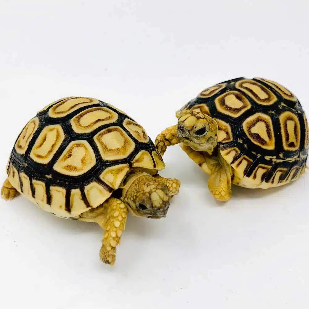 leopard tortoise for sale