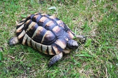 baby marginated tortoise for sale