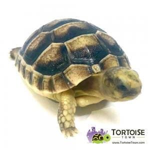 Marginated tortoise