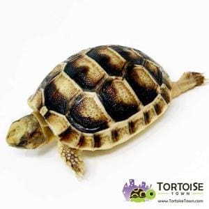 Marginated tortoise breeders