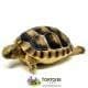 marginated tortoise for sale