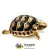 Marginated tortoises for sale