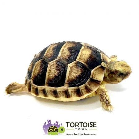 Marginated tortoise