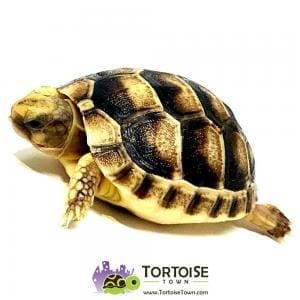 Marginated tortoises for sale