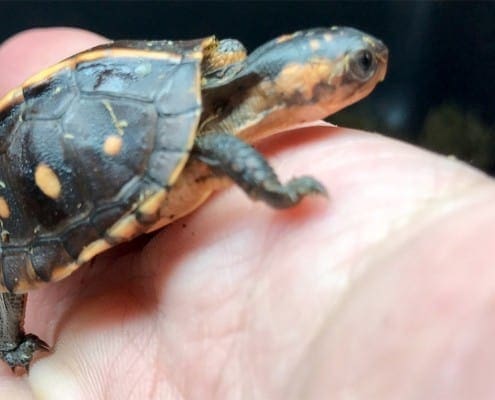 eastern box turtle for sale