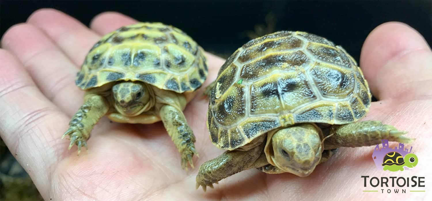 Russian tortoise for sale Tortoise for sale baby tortoise for sale