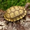 yellow foot tortoise for sale