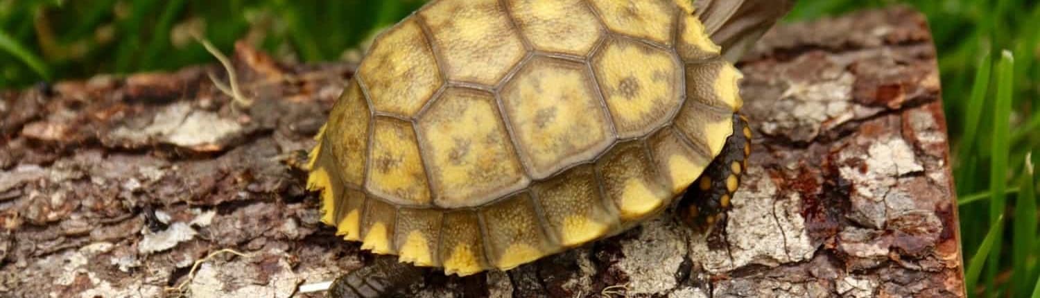 yellow foot tortoise for sale