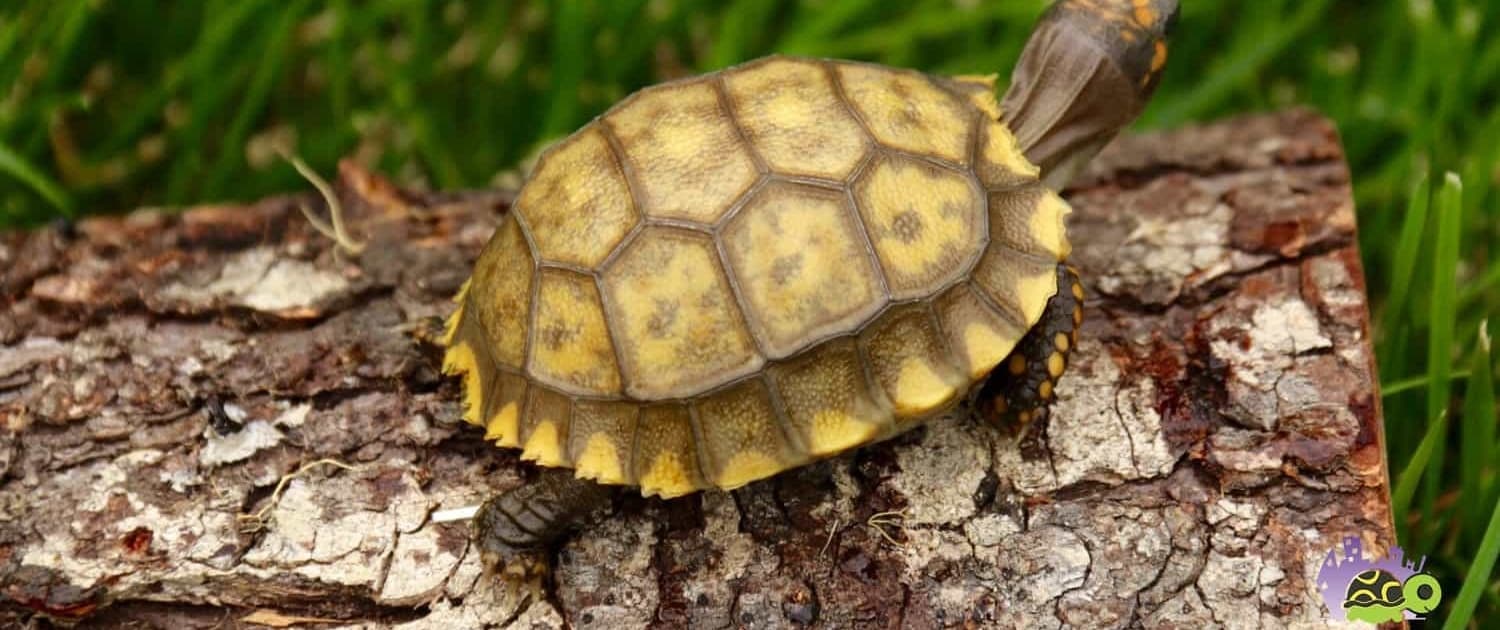 yellow foot tortoise for sale