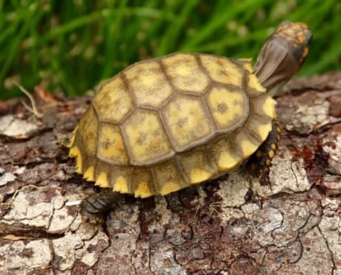 yellow foot tortoise for sale