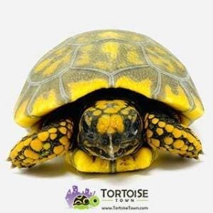 tortoise breeders