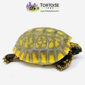 tortoise for sale