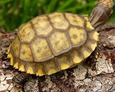 yellow foot tortoise