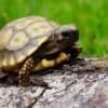 yellow foot tortoise for sale