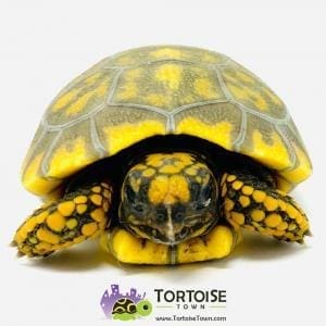 yellow foot tortoise for sale