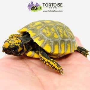 yellow foot tortoise for sale